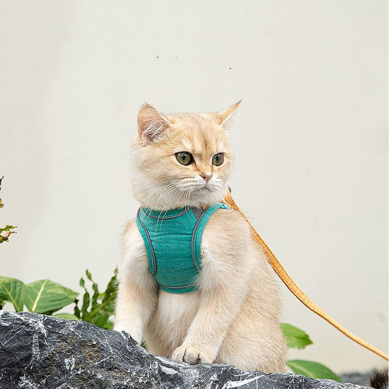 Katzengeschirr + Leine