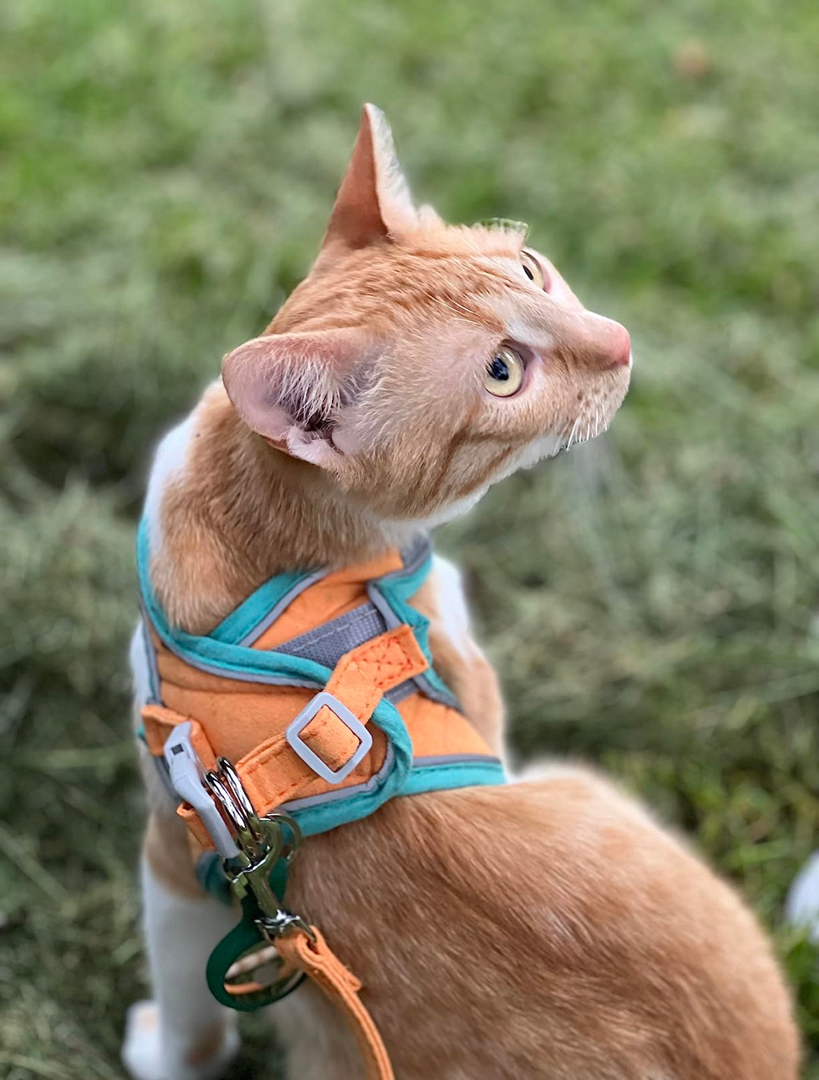 Katzengeschirr + Leine